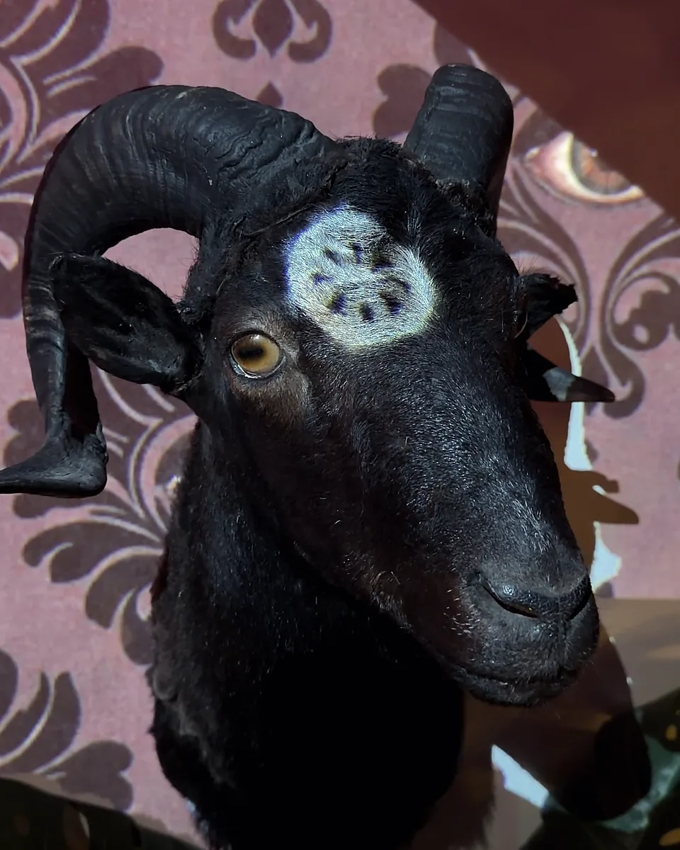 A black ram's head mounted on damask wallpaper, a glowing white sigil on its forehead